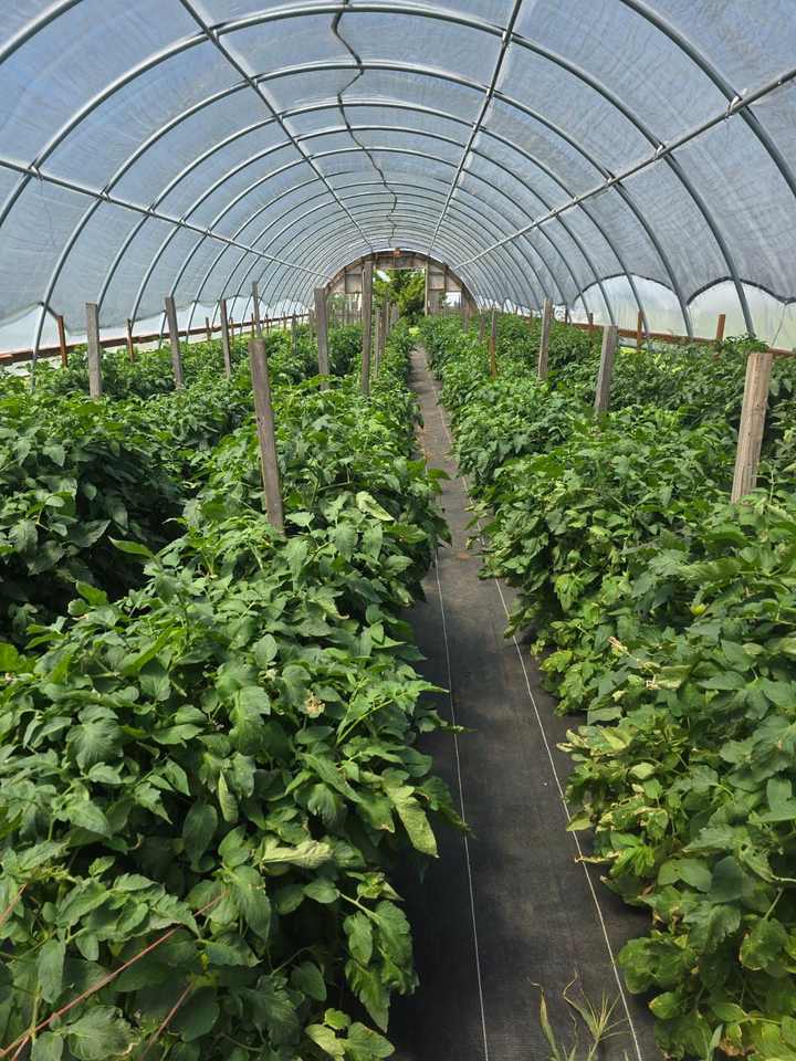 Rows of staked tomato plants growing in our high tunnel